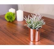 Sukulent MagicHome S31274, 16 cm, crepnik- keramika, zlaty