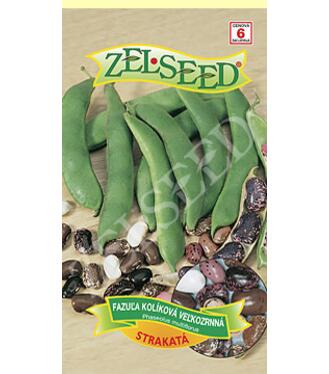 Osivo- Fazuľa kolíková strakatá Veľkozrnná 38g ZEL